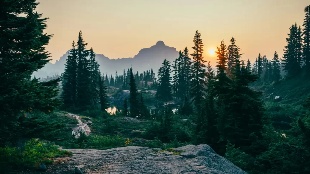 pine-trees-field-near-mountain-under-sunset